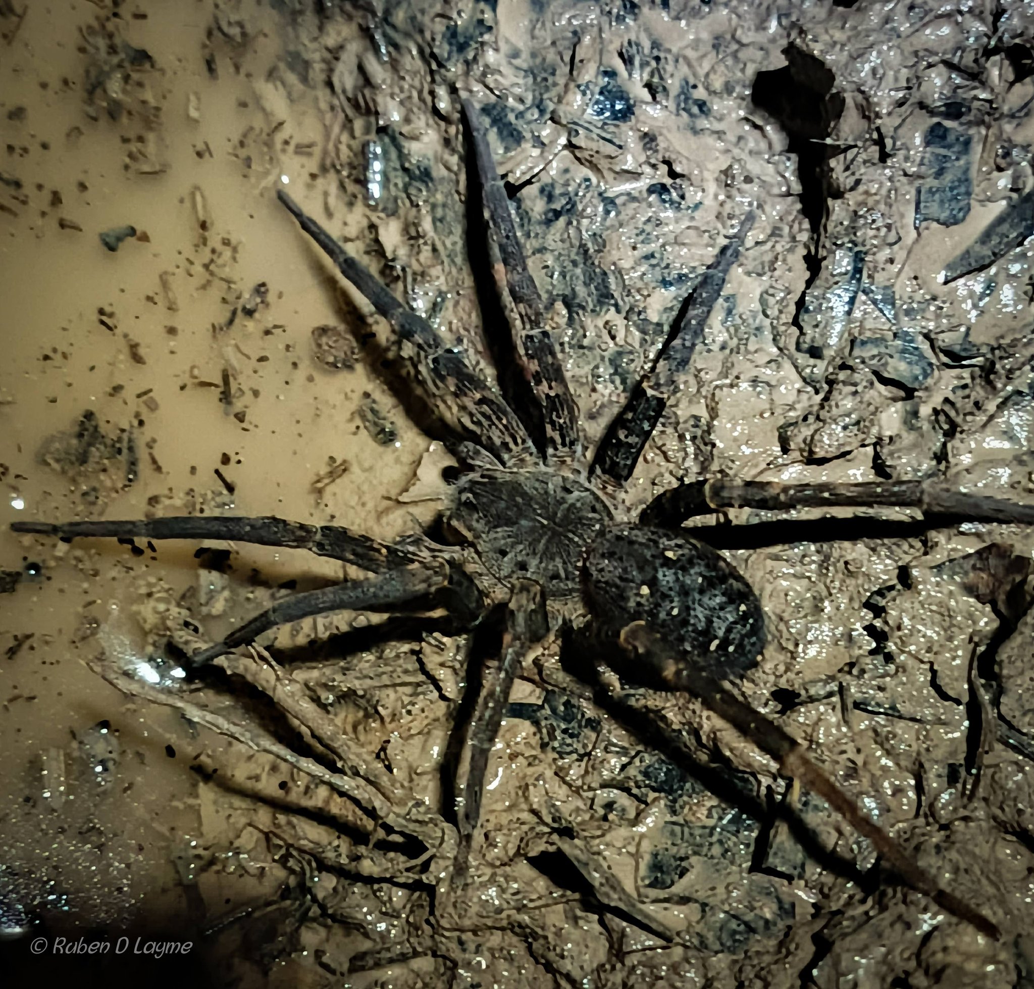 ARAÑA 2.jpg