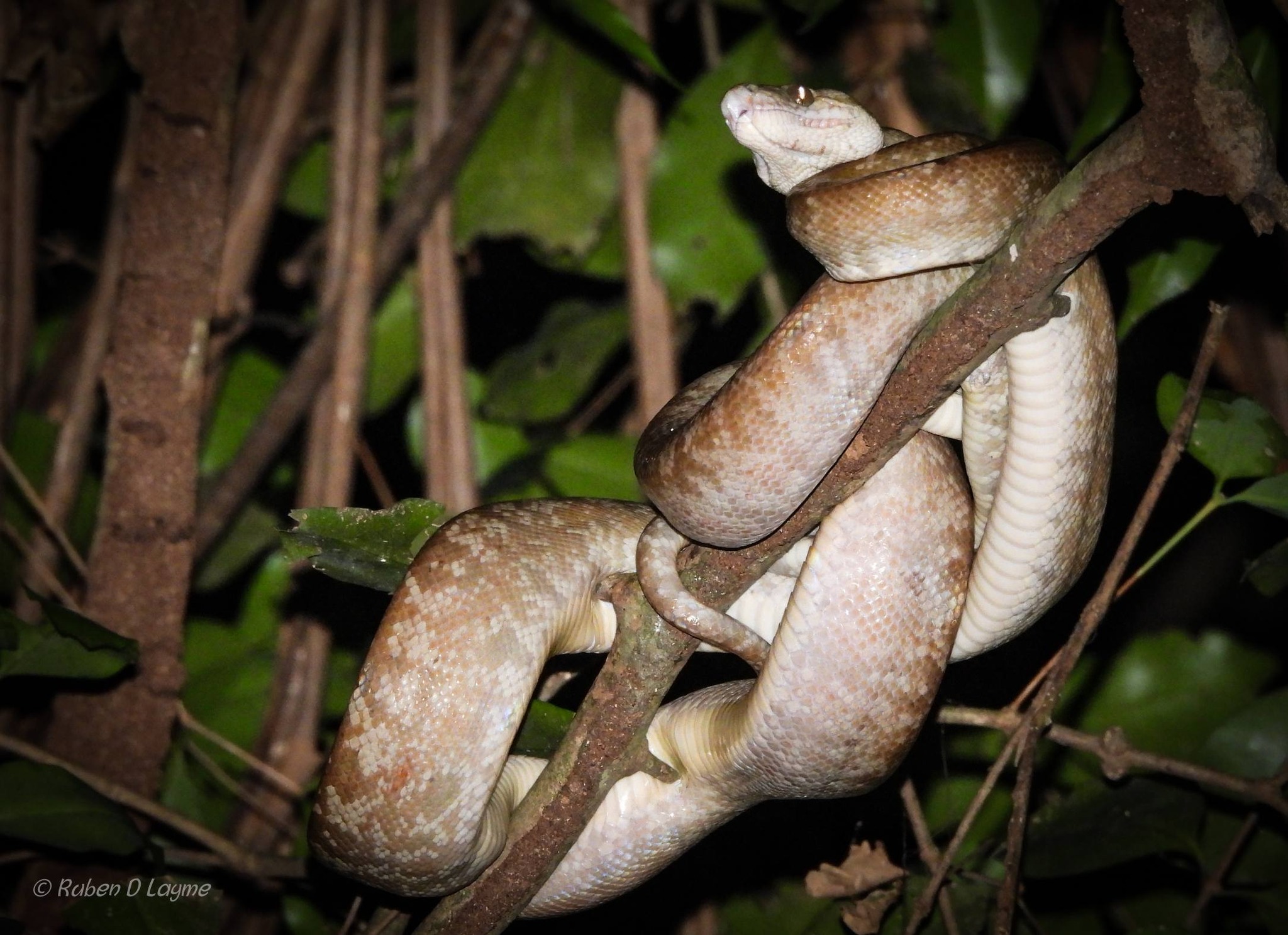 BOA ARBORÍCOLA (CORALLUS HORTULANA).jpg
