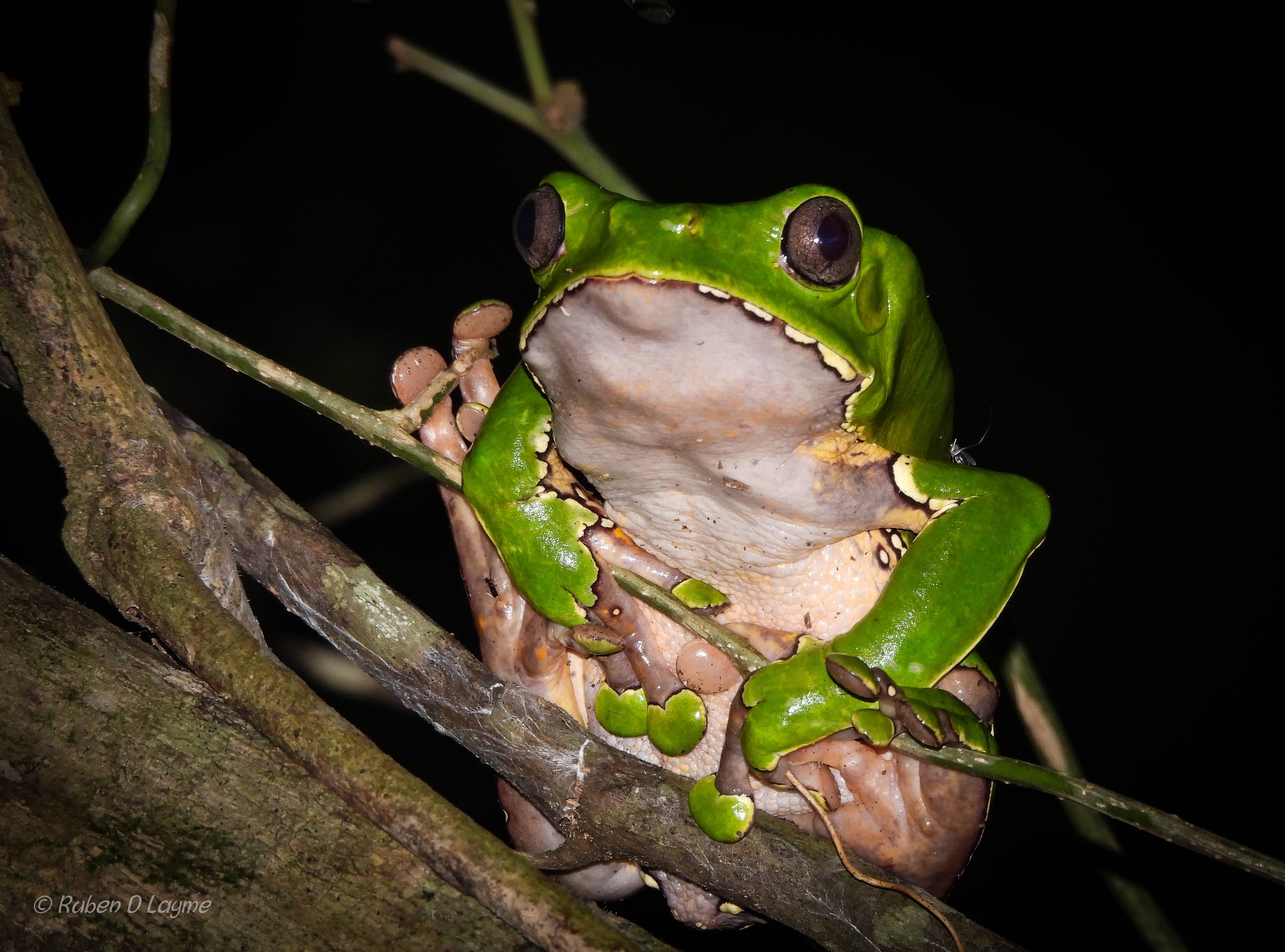 RANA LÉMUR GIGANTE (PHYLLOMEDUSA BICOLOR).jpg