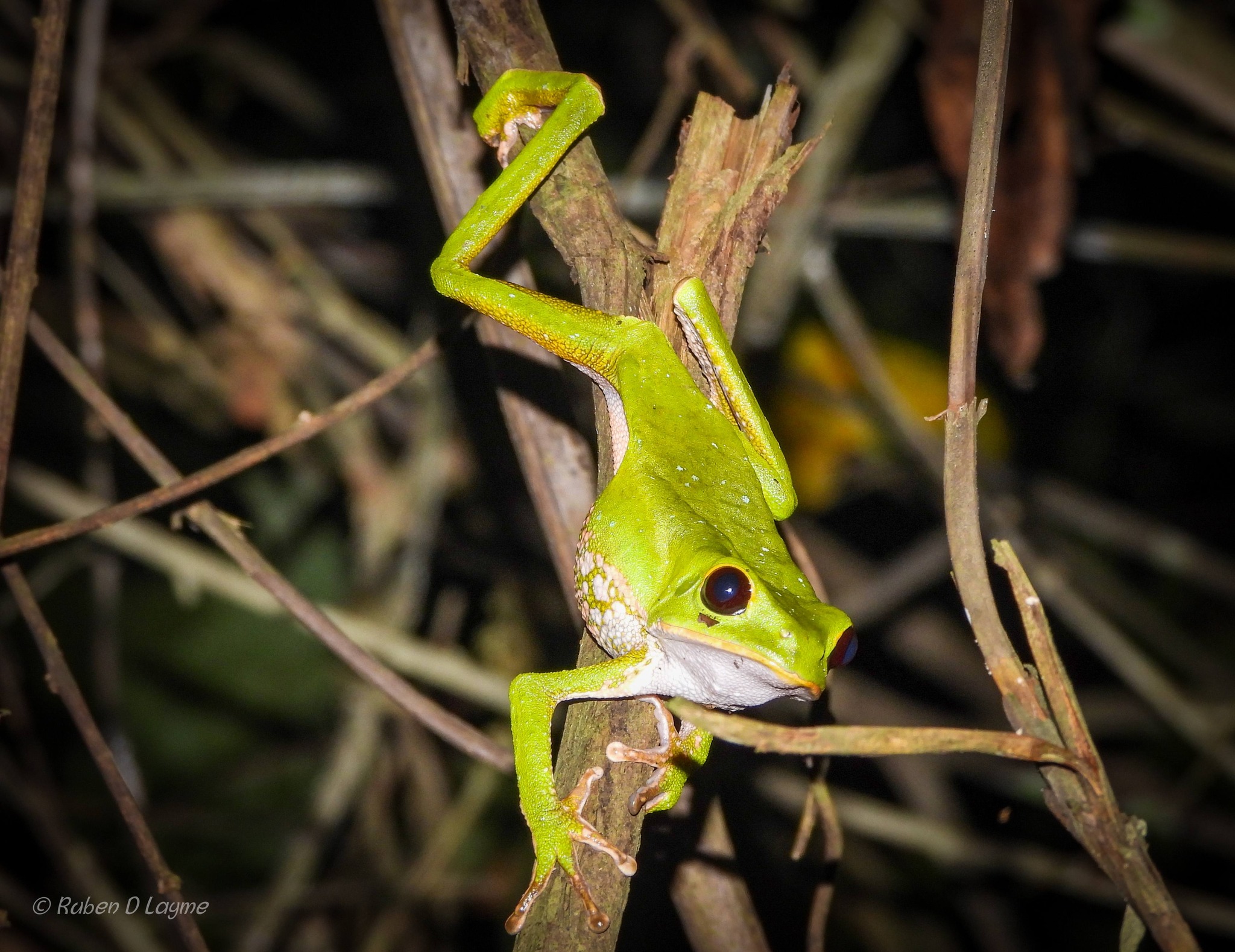 RANA (PHYLLOMEDUSA CAMBA).jpg