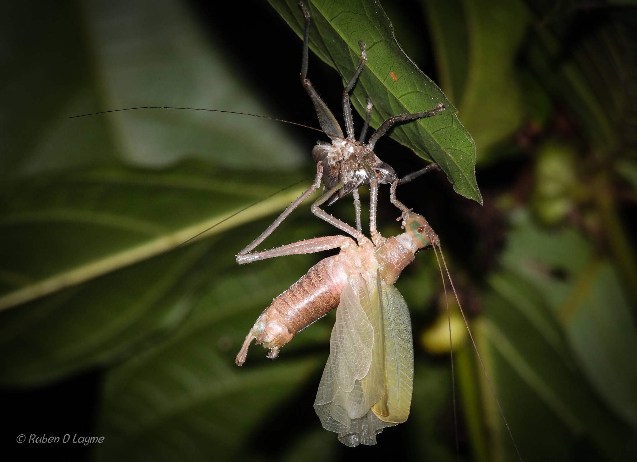 SALTAMONTES CAMBIANDO DE OUTFIT.jpg