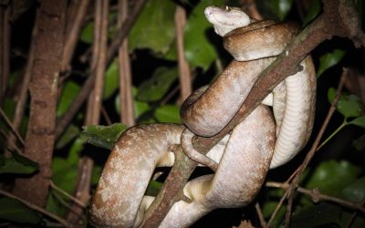 BOA ARBORÍCOLA (CORALLUS HORTULANA).jpg